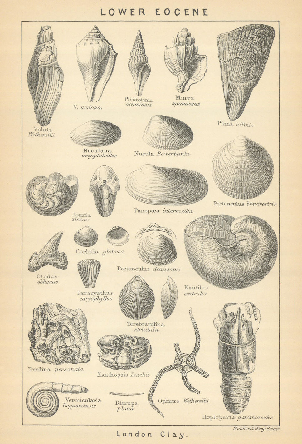 BRITISH FOSSILS. Lower Eocene - London Clay. STANFORD 1904 old antique print
